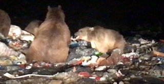 (Özel) Ayı Kendisini Görüntüleyen Gazeteciye Saldırdı