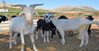 Kozanda Canlı Hayvan Kilogram Satış Fiyatı Açıklandı