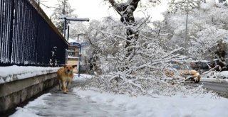 Kar Yağışı Sonrası Kırılan Ağaçlar Kaldırılıyor