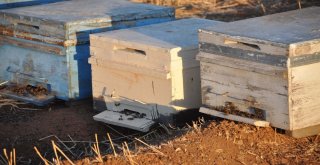 Şanlıurfada Arı Ölümleri