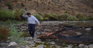 Ormanlara Zarar Vermemek İçin Çay Kenarında Odun Topluyorlar