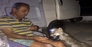 Çeşmeli Kaptan Yabani Tilki Osiyi Elleriyle Besliyor