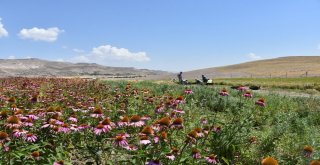 Kocasinanda Tıbbi Ve Aromatik Bitkilerin Hasadı Başladı
