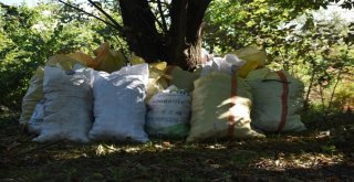 Sinopta Kestane Hasadı Başladı