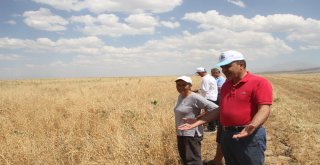 Malazgirtte Nohut Hasadı Başladı