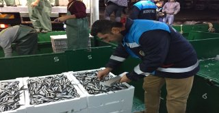 Kısa Boy Balıklara Sıkı Denetim