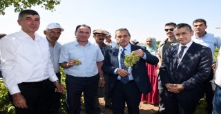 Adıyamanda Üzüm Hasadı Başladı