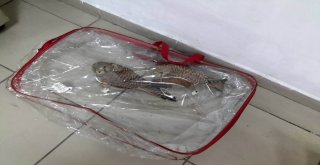 Koruma Altındaki Kuşları Avlayan Kişiye 7 Bin 343 Lira Ceza