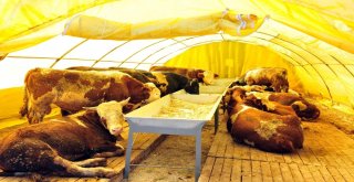 Mamakta Kurban Hazırlıkları Başladı