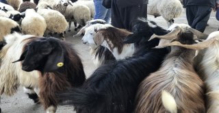 Siverekte Kurbanlıklar Pazara İndi