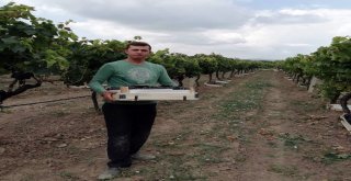 (Özel) Yılın İlk Üzüm Hasadı Sakaryada Başladı