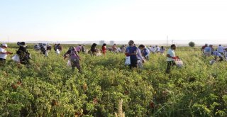İsot Festivali Renkli Görüntülerle Başladı