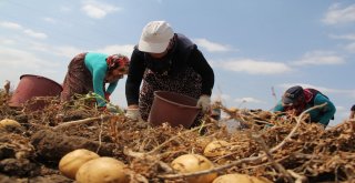 Çorumda Patates Hasadı Başladı