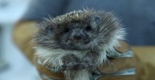 Kirpi “Diken” Sağlığına Kavuştu