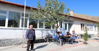 Mevsimini Şaşıran Elma Ağacı Çiçek Açtı