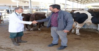 Altındağ Belediyesinden Kurbanlıklara Sağlık Taraması