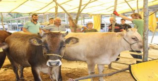 Kurbanlık Alırken Dikkat Edilmesi Gereken Hususlar