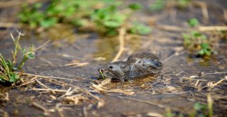 Bursada Tarlaları Fareler İstilâ Etti