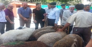 Bulanıkta Kurbanlık Satışlarında Durgunluk
