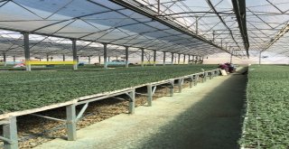 Domateste Amerikan Tohumu Kullanmayacak