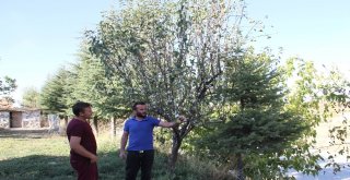 Armut Ağacı Eylülde Çiçek Açtı