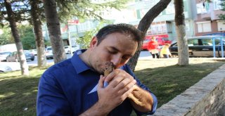 Arka Ayakları Kapana Sıkışan Minik Sincap, Protez Yürüteçle Hayata Tutunacak