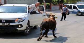Kaçan Boğa, Aileye Bayramı Zehir Etti