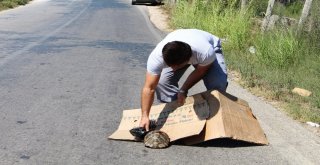 Tatilci Kaplumbağaya Siper Oldu