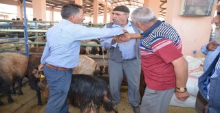 Hayvan Pazarında Yoğunluk Yaşanıyor