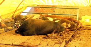 Yozgatta Polis Ekipleri Hayvan Pazarında Sahte Para Uyarısı Yaptı