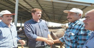 Hayvan Pazarında Bayram Hareketliliği