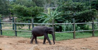 Dünyanın En İlginç Yetimhanesi: Fil Yetimhanesi