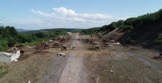 Beykozdaki Atlar Kamyonlarla Şehir Dışına Götürülüyor