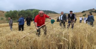 2 Bin Yıllık Ata Tohumu Buğday Verdi
