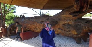 Osman Gazinin Salıncakta Sallandığı 12 Asırlık Çam Koruma Altında