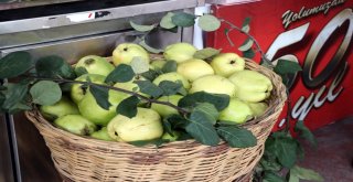 Geyve Ayvası Dünya Markası Olacak