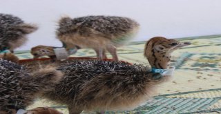 1,5 Ayda Yumurtadan Çıkıyor, Tanesi 500 Liradan Alıcı Buluyor