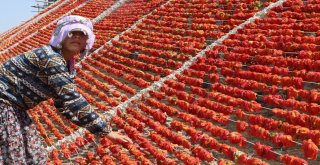 Aşırı Sıcaklıklar Bir Tek Onlara Yaradı