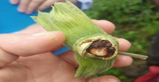 Fındık Bahçelerinde Meyve Dökümü