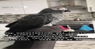 Kayıp Paşayı Bulanlar Ödüllendirilecek