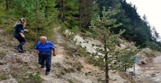 Zigananın Ormanları Ondan Soruluyor