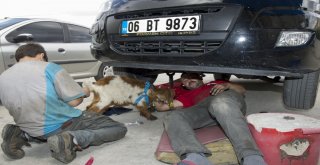 (Özel Haber) Biberonla Beslenen Oğlak Oto Sanayinin Maskotu Oldu