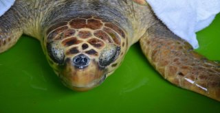 Tedavisi Tamamlanan Caretta Carettalar Denizle Buluştu