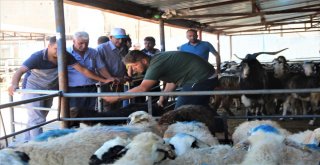 Kurban Pazarında Yoğunluk