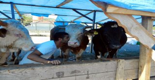 Sattığı Kurbanlıkları Öperek Yolcu Ediyor