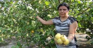 Türkiyenin İlk Guava Üreticisi
