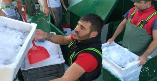 Akçakocada Balıkçılar Karadenizden 40 Ton Palamutla Döndü