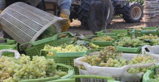 (Özel) Kuru Üzümün Zorlu Yolculuğu