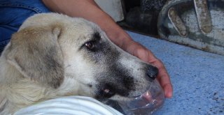 (Özel) Kuyruğu Kesilmiş Halde Bulunan Köpeğin Ayağı Tamamen Kesildi