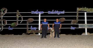 Aracın Arkasına Bağlayıp Sürüklenen Köpek Turizm Zabıtası Oldu